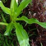 Crinum latifolium Folla