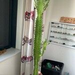 Euphorbia trigona Yaprak