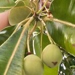 Calophyllum calaba Fruchs