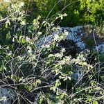 Amelanchier ovalis Habitat