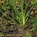 Carex hordeistichos Habitus