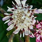 Petasites pyrenaicus Blüte