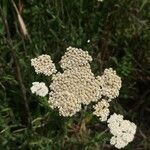 Achillea millefoliumFlower