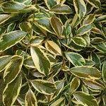 Cleyera japonica Hoja
