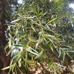 Podocarpus neriifolius Листок