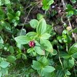 Cornus suecica ഇല