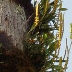 Bulbophyllum bidenticulatum
