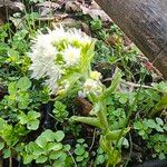 Petasites albus Flower