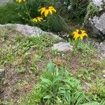 Rudbeckia triloba आदत