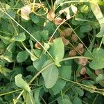 Vicia pisiformis Hoja