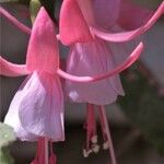 Fuchsia spp. Bloem