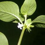 Coccocypselum herbaceum 花