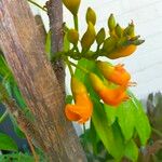 Castanospermum australe Floare