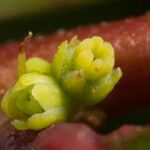 Phyllanthus billardierei Fruit
