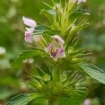 Galeopsis tetrahit Blomst