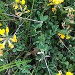 Coronilla minima برگ