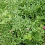 Lactuca plumieri Агульны выгляд