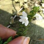 Angraecum distichum Λουλούδι