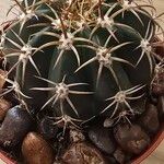 Melocactus matanzanus Liść