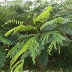 Delonix regia Lapas