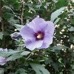 Hibiscus syriacusKwiat