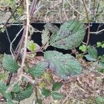 Rubus questieri Blad