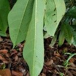 Sterculia macrophylla Leaf