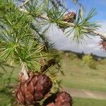 Larix occidentalis Hoja