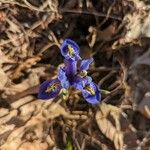 Iris reticulata Flor