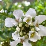 Iberis semperflorens Çiçek