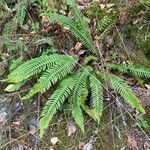 Polystichum lonchitisΦύλλο