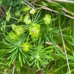 Euphorbia cyparissias Blomst