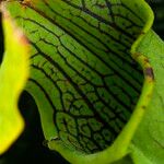 Sarracenia leucophylla 葉