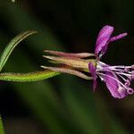 Clarkia rhomboidea Blüte