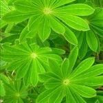Lupinus polyphyllus Feuille