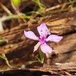 Clarkia rhomboidea Blüte