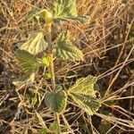 Grewia villosa Leaf