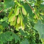 Acer opalus Плід