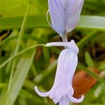 Brimeura amethystina Квітка