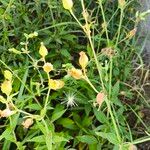 Silene noctiflora Ffrwyth