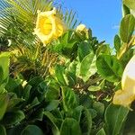 Solandra grandiflora ফুল