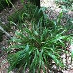 Festuca altissima Blad