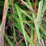 Carex sylvatica Blad