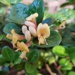Lonicera crassifolia Frunză