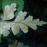Asplenium buettneri Folio