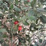 Ruscus aculeatus Φρούτο