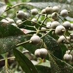 Pavetta bidentata Fruit