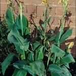 Canna flaccida Blatt