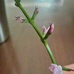 Phryma leptostachya Flor