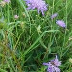 Scabiosa columbaria花